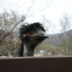 Ein Emu im Auer Tierpark