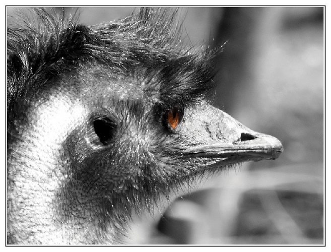 Ein Emu im Salzburger Zoo