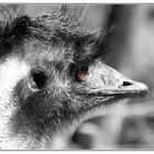 Ein Emu im Salzburger Zoo