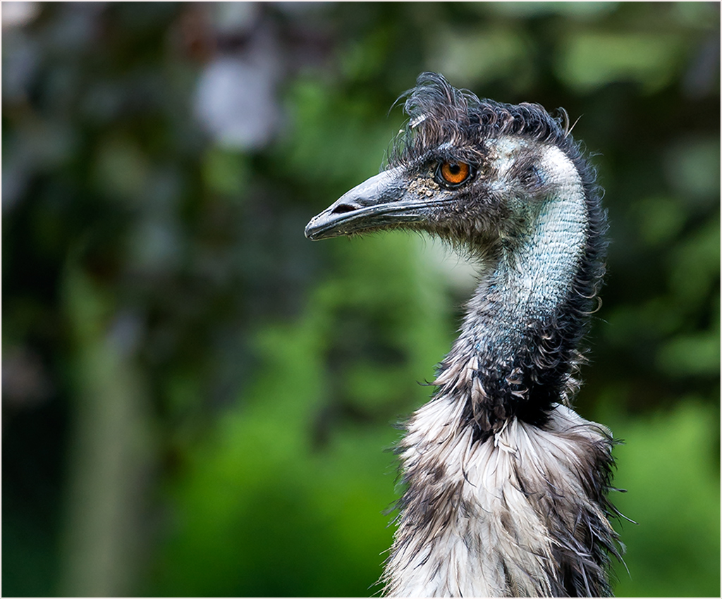 Ein Emu mustert aufmerksam seine Umgebung