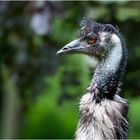 Ein Emu mustert aufmerksam seine Umgebung