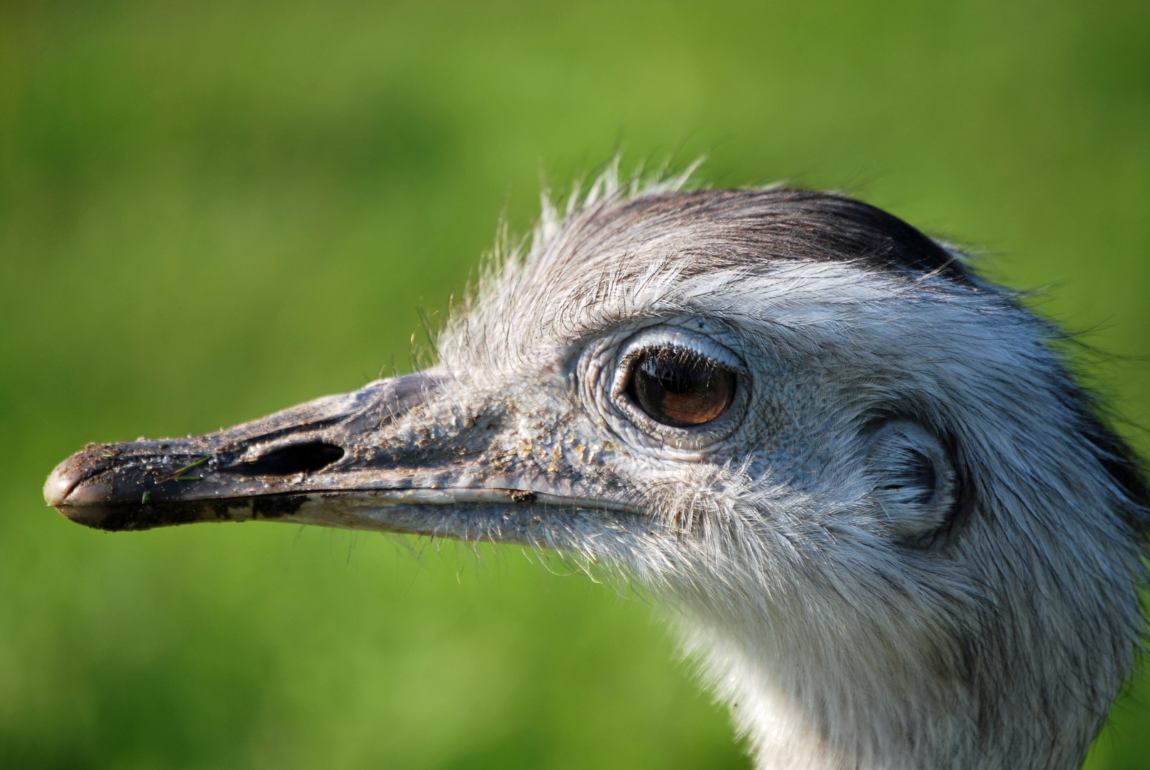 ein " Emu-Porträt "