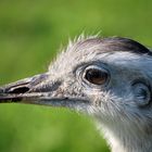 ein " Emu-Porträt "