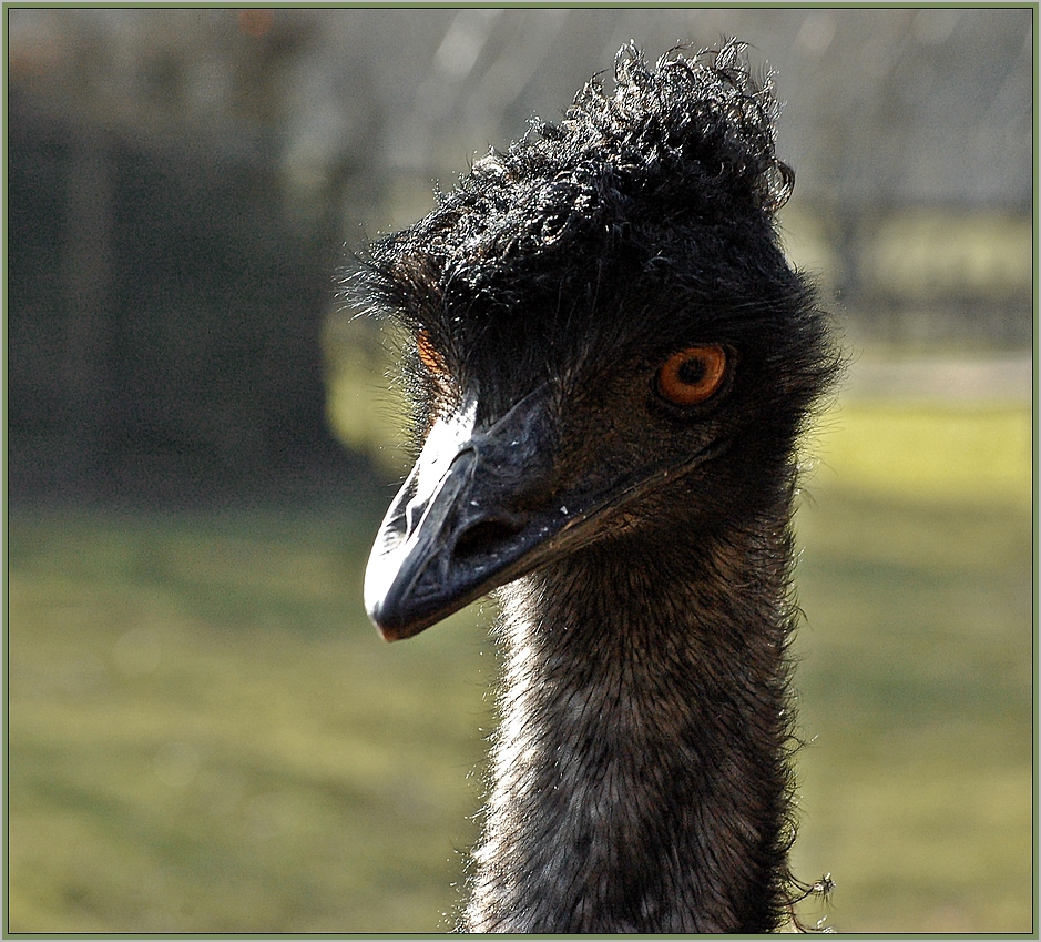 ein EMU-WEIB . . .