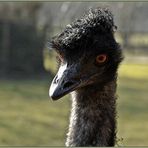 ein EMU-WEIB . . .