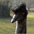 ein EMU-WEIB . . .