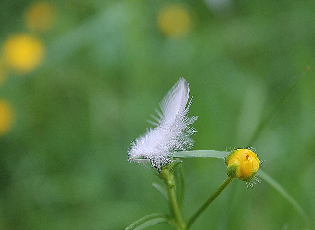 Ein Engel auf Erden