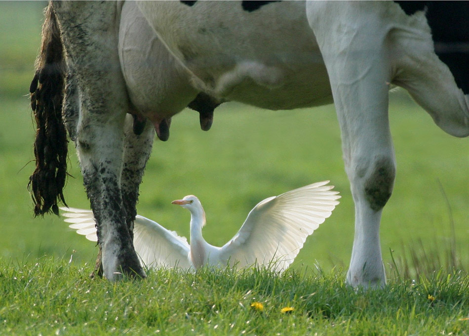 Ein Engel für gesunde Milch