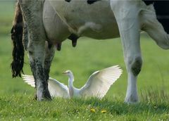 Ein Engel für gesunde Milch