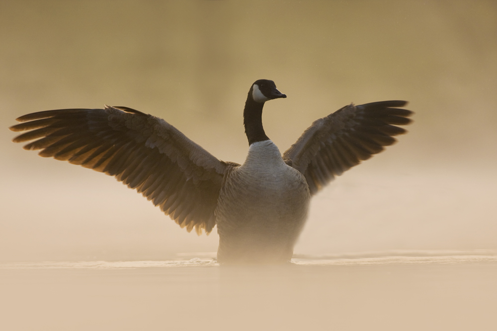 Ein Engel im Nebel