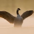 Ein Engel im Nebel