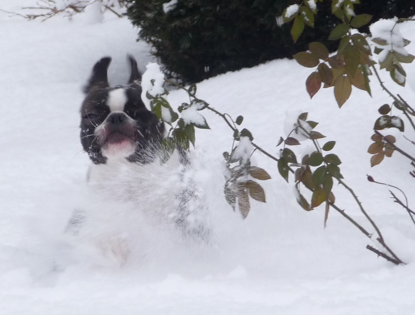 Ein Engel im Schnee