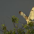 Ein Engel ist gelandet