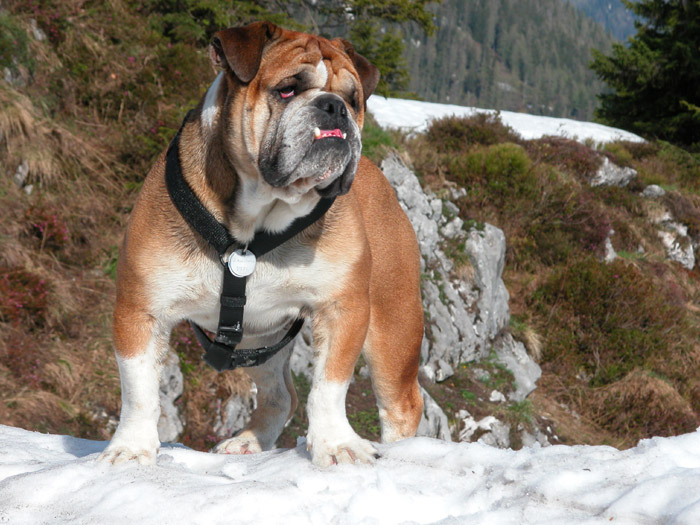 Ein English Bulldog