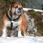 Ein English Bulldog