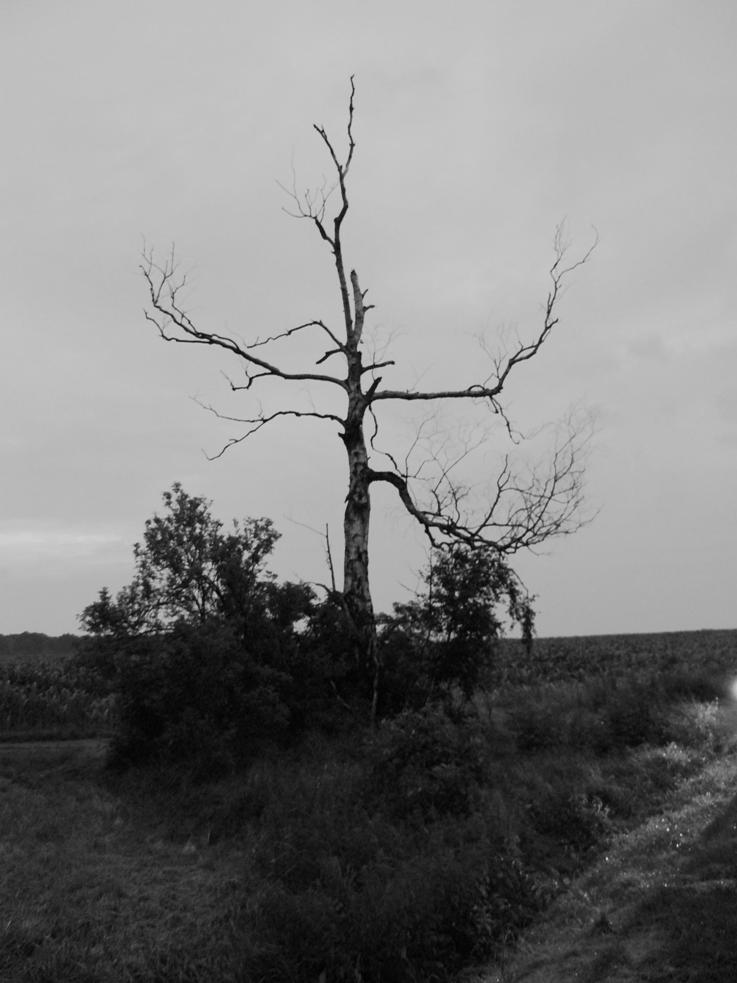 ein Ent auf der Reise / der heilige Baum