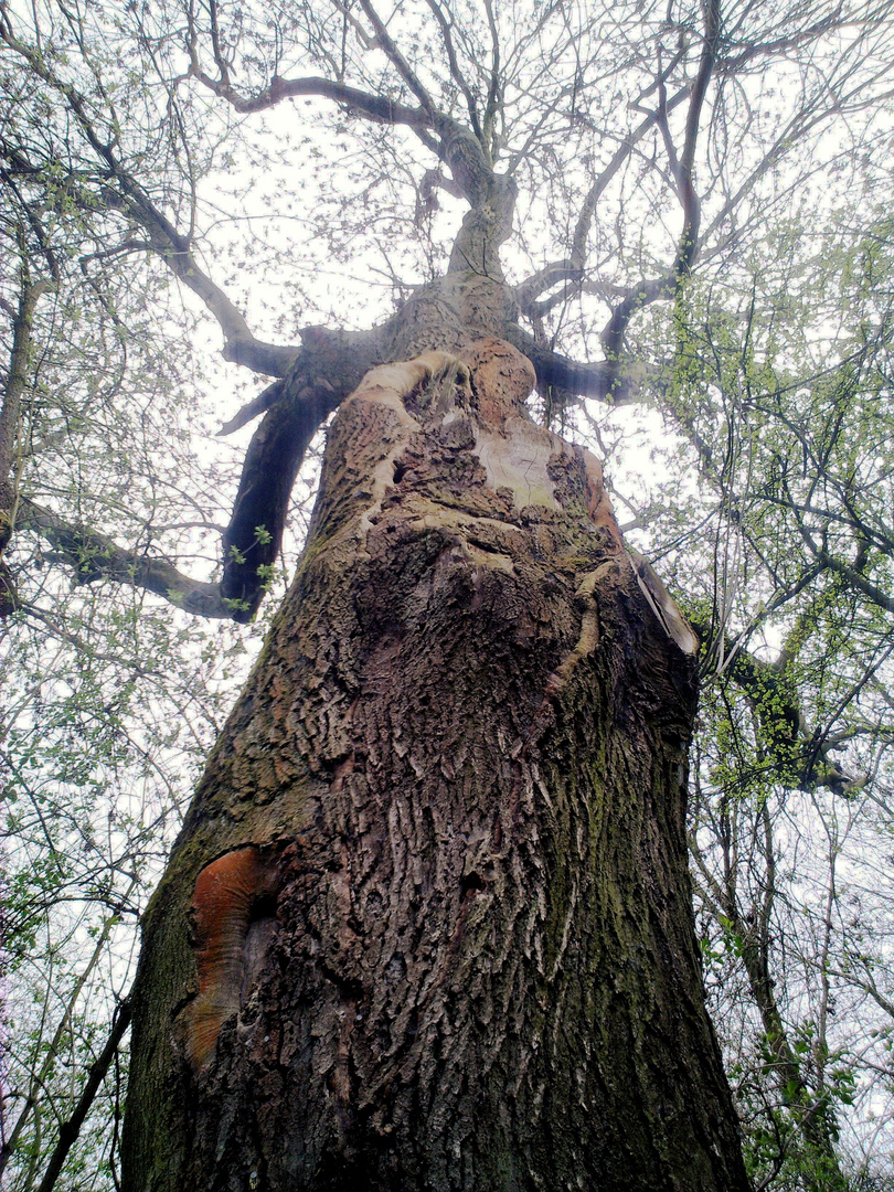 Ein Ent (Baummensch)