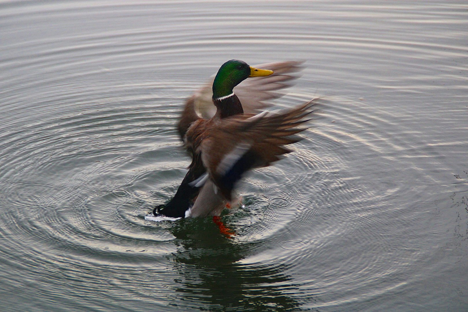 Ein Ente im Rotsee...