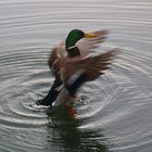 Ein Ente im Rotsee...