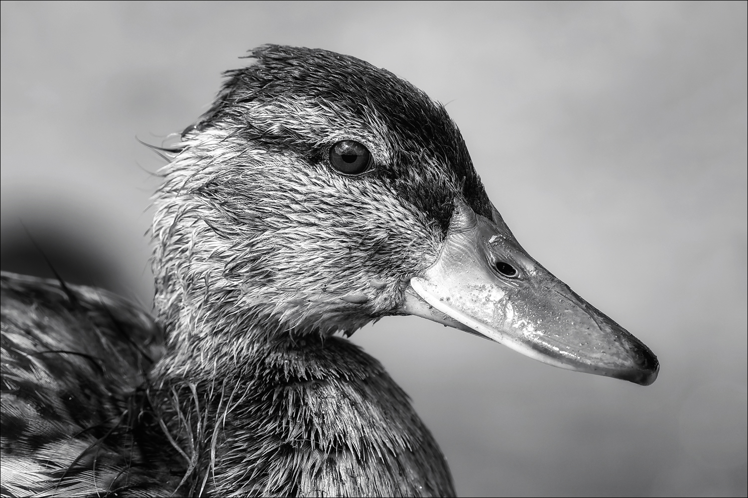Ein Enten-Portrait