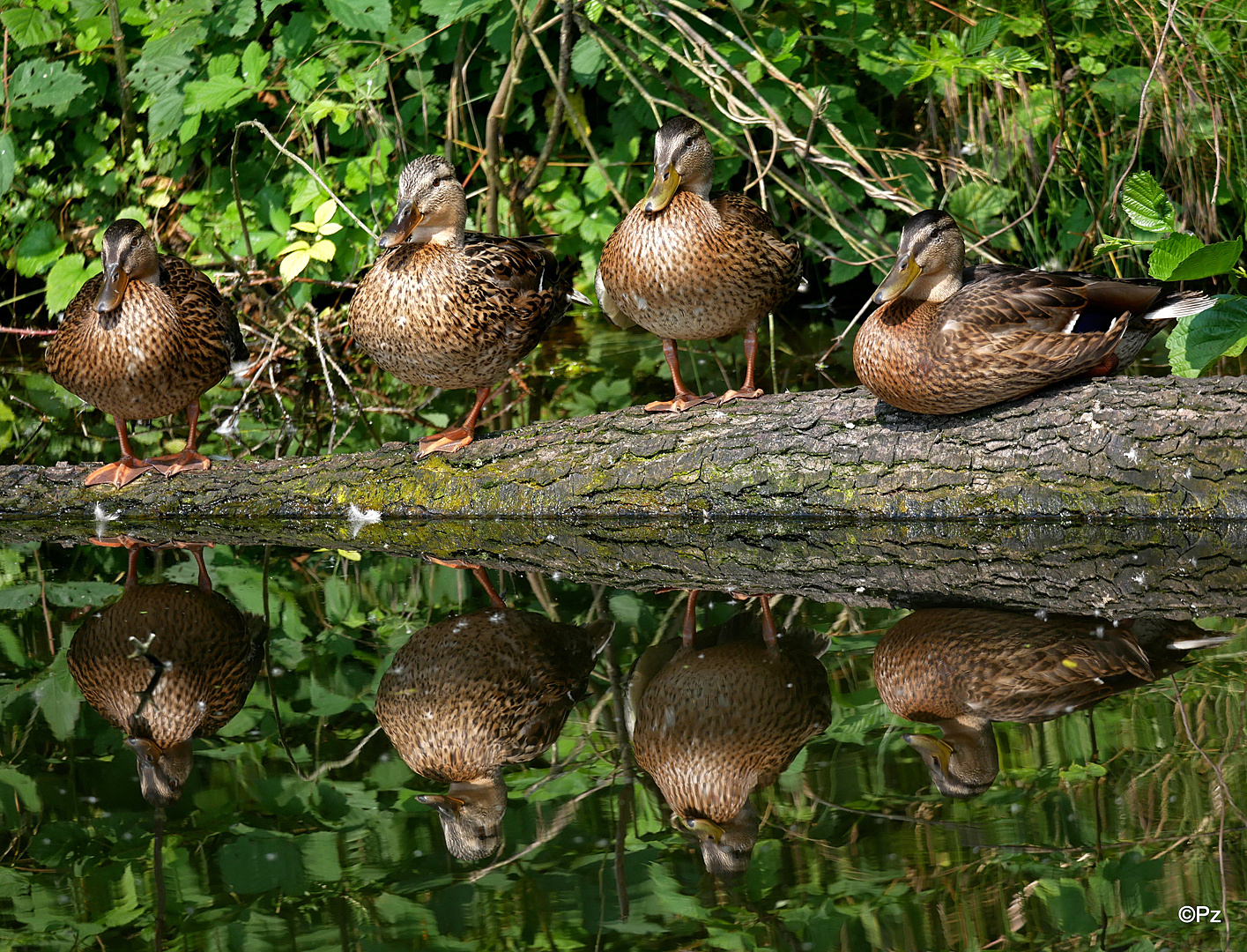 Ein Enten-Quartett ...