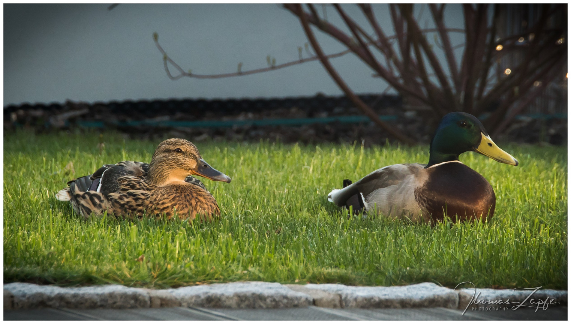 ... ein Entenpaar macht im heimischen Garten ... 