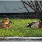 ... ein Entenpaar macht im heimischen Garten ... 