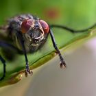 ein entspanntes Fliegenmakro