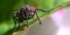 ein entspanntes Fliegenmakro