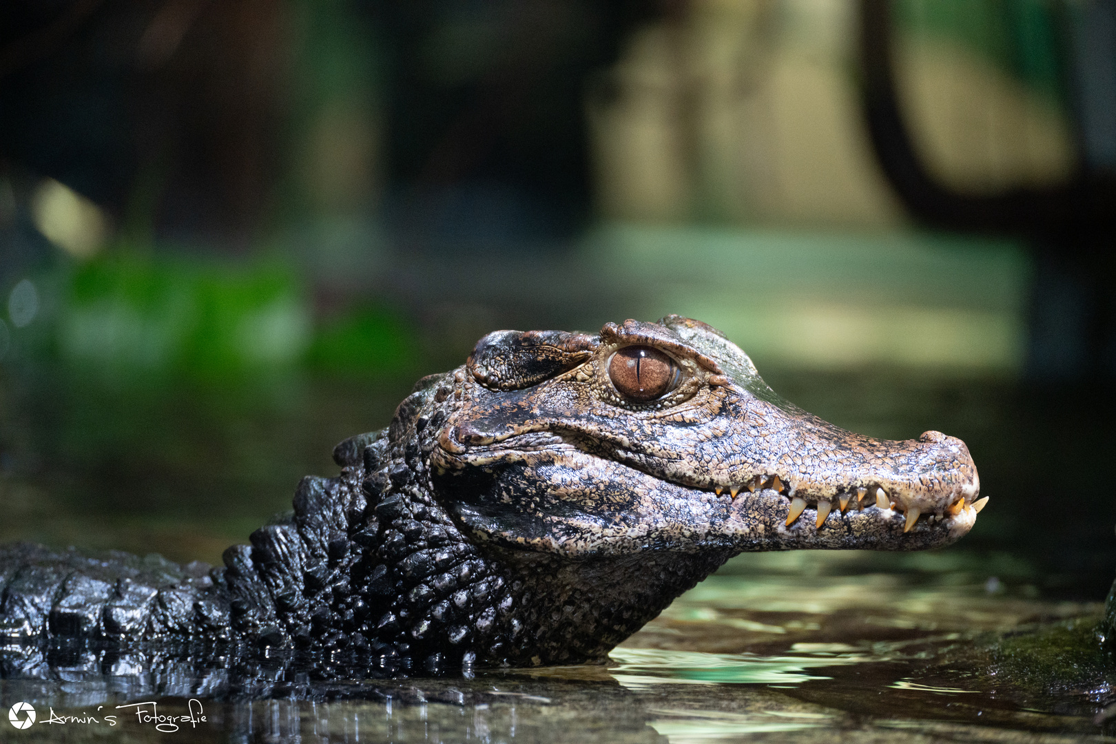 Ein entspanntes Krokodil