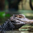 Ein entspanntes Krokodil