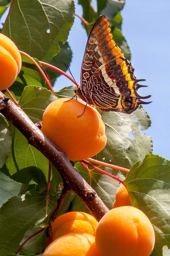 Ein Erbeerbaumfalter