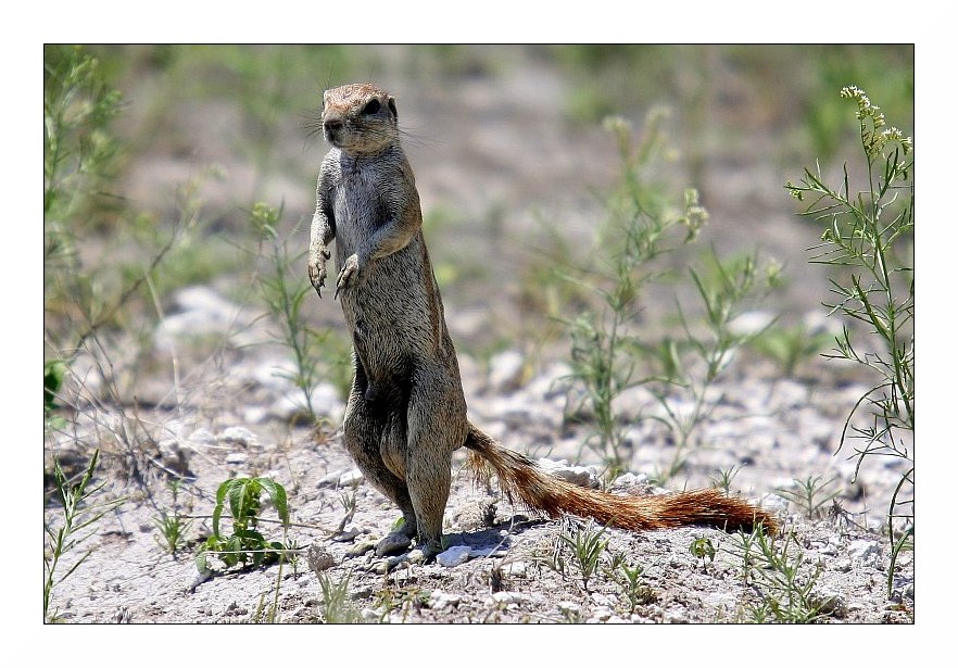 Ein Erdhörnchen ........