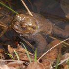 Ein Erdkröten-Männchen wartet geduldig auf ein paarungsbereites Weibchen