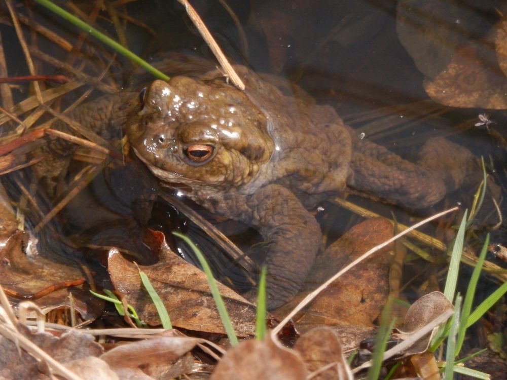 Ein Erdkröten-Männchen wartet geduldig auf ein paarungsbereites Weibchen