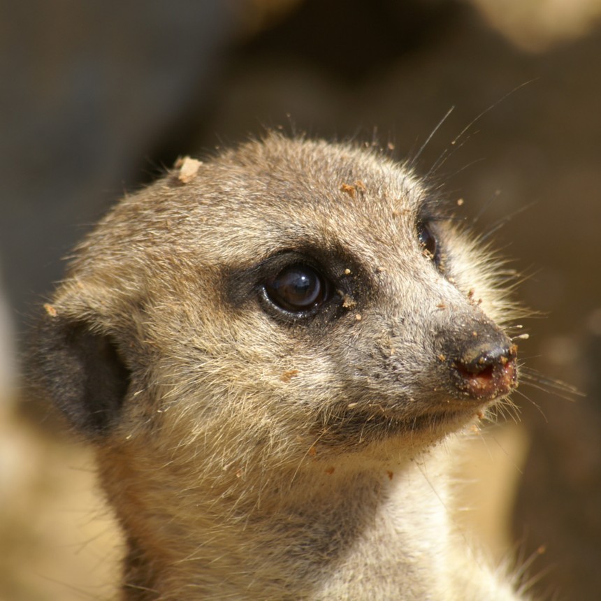 Ein Erdmännchen...