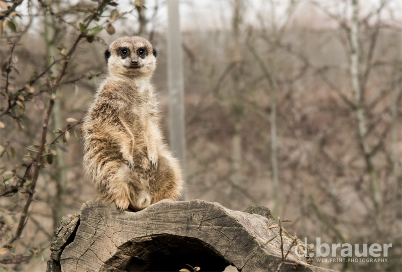 Ein Erdmännchen auf dem Aussichtsplätzchen