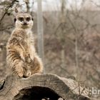 Ein Erdmännchen auf dem Aussichtsplätzchen