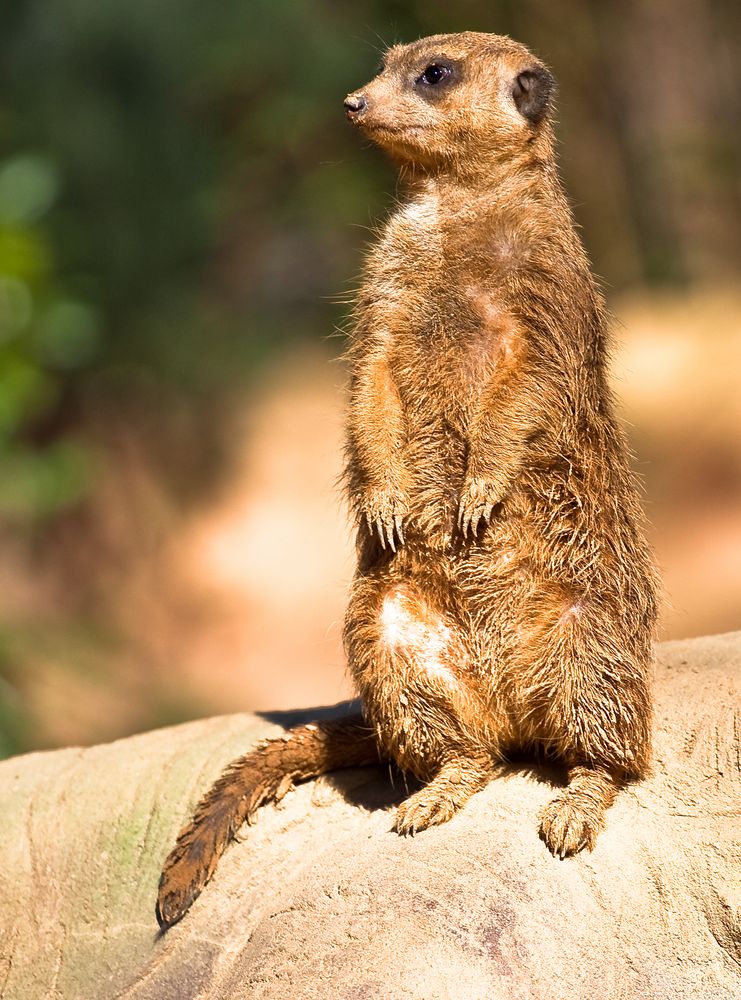 Ein Erdmännchen auf der Lauer