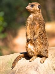 Ein Erdmännchen auf der Lauer