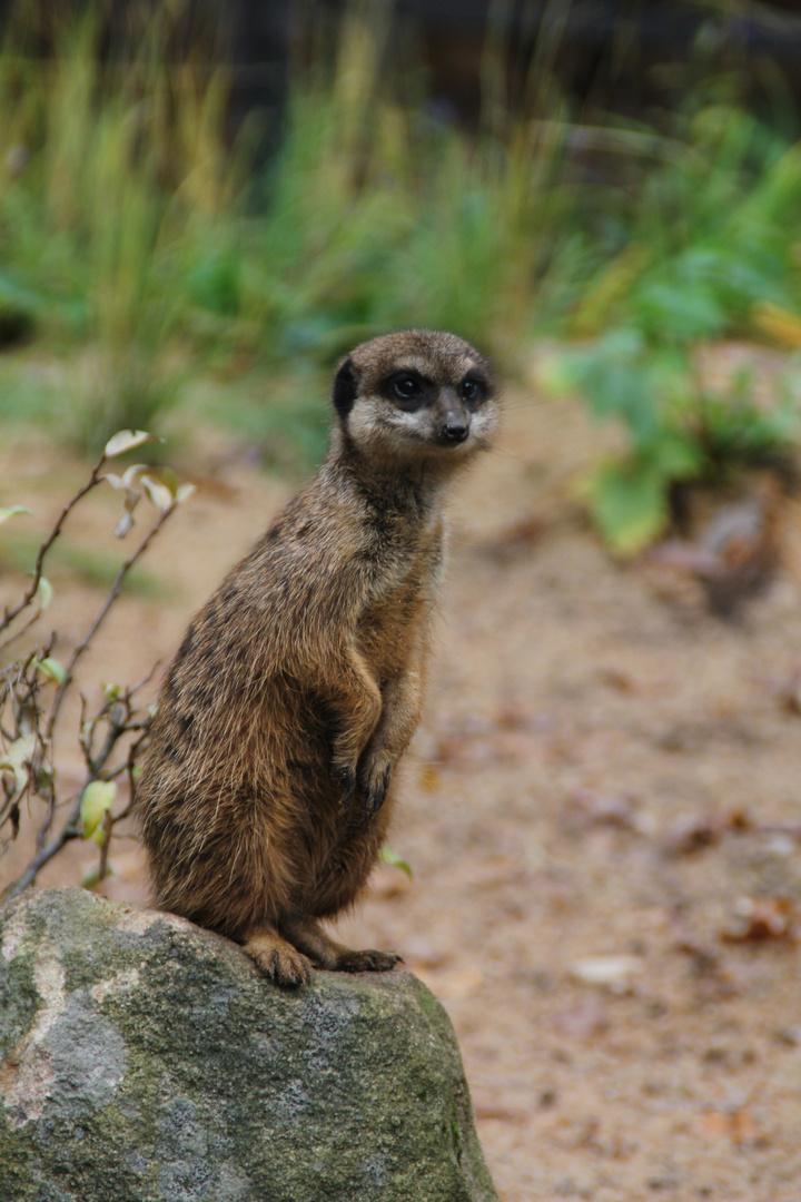 Ein Erdmännchen auf der Lauer