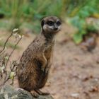 Ein Erdmännchen auf der Lauer