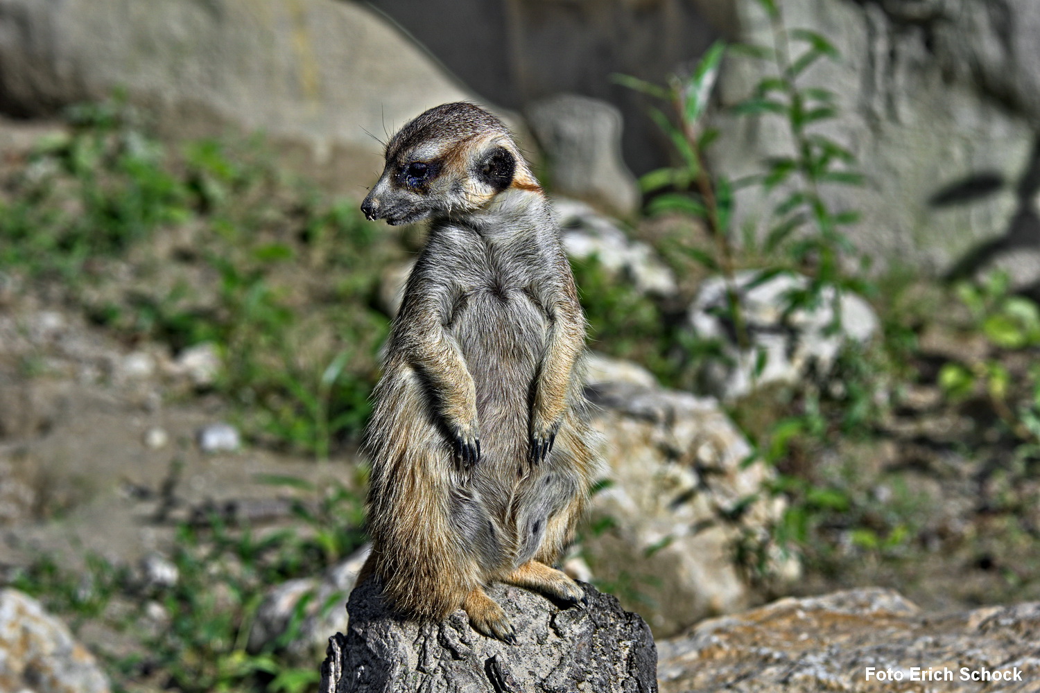 Ein Erdmännchen auf Wache