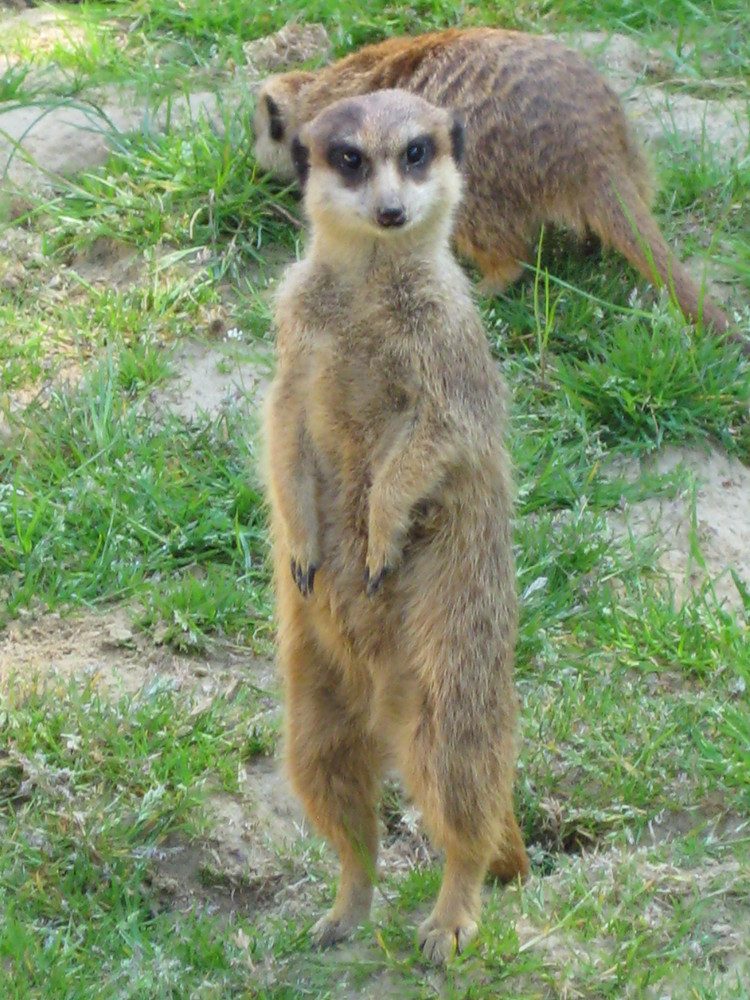 Ein Erdmännchen hält Wache