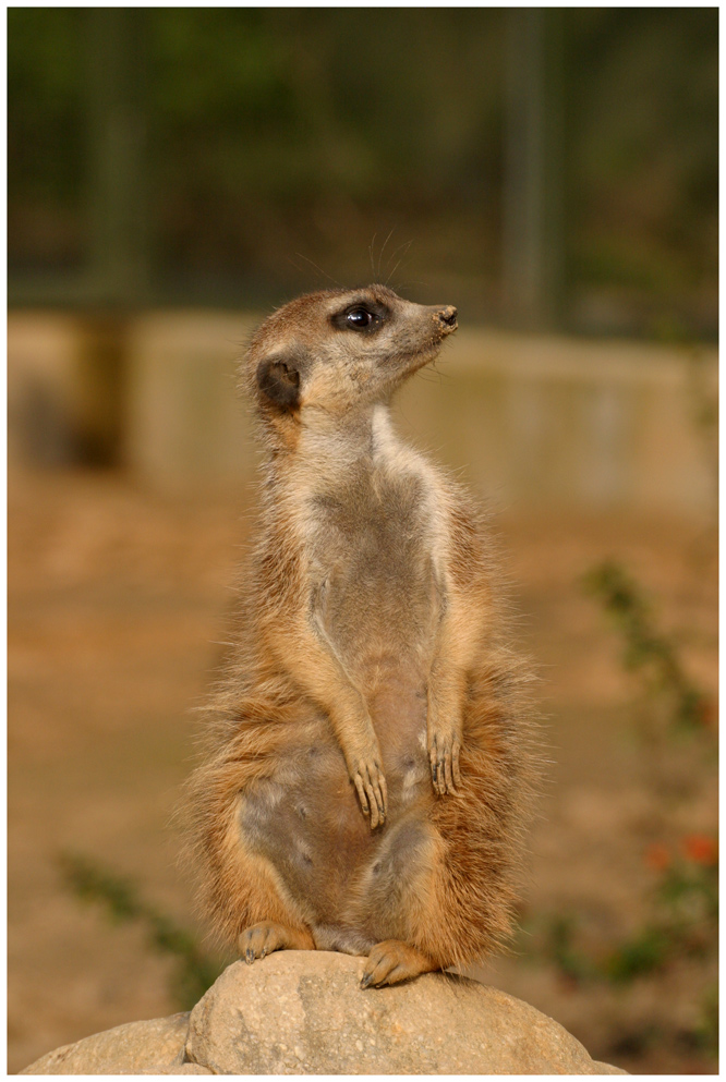 Ein Erdmännchen Namens ...Timon ?