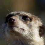 ein Erdmännchen-Porträt. Tierpark Sababurg 2019