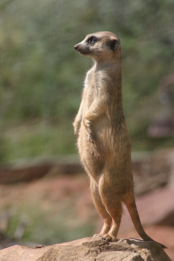 Ein Erdmännchen stehend