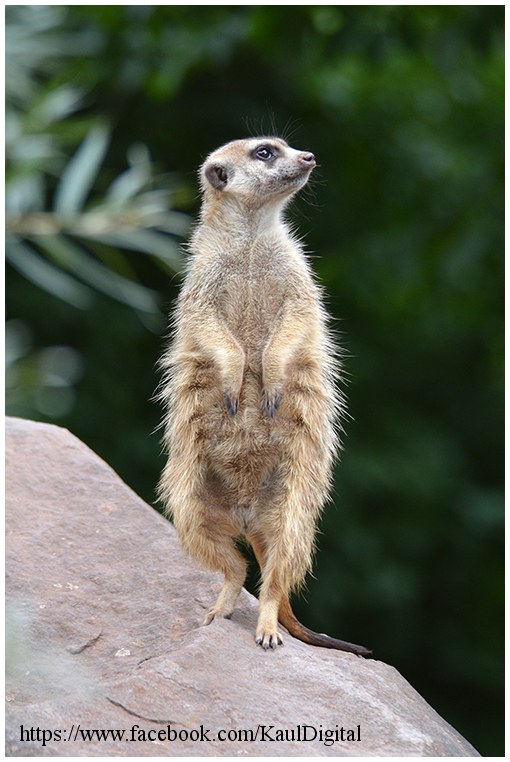 Ein Erdmännchen stellt sich extra für mich in Pose :-)