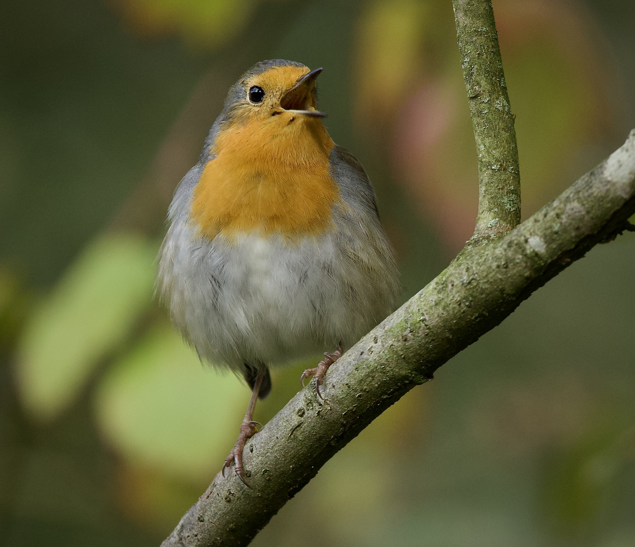 Ein erfolgreicher Tag wurde gekrönt durch diesen herrlichen Gesang....... 