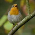 Ein erfolgreicher Tag wurde gekrönt durch diesen herrlichen Gesang....... 